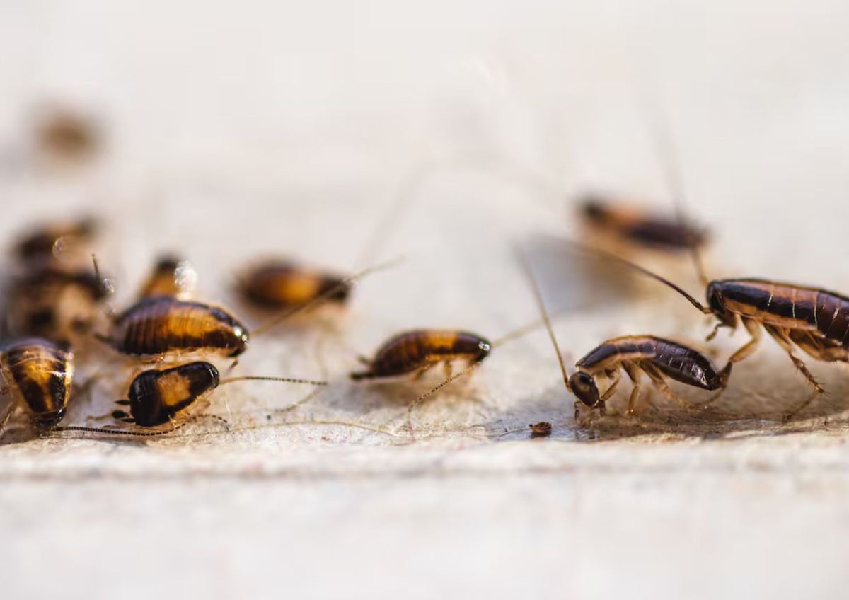La cocina es uno de los lugares preferidos de las cucarachas. La cocina es uno de los lugares preferidos de las cucarachas. 