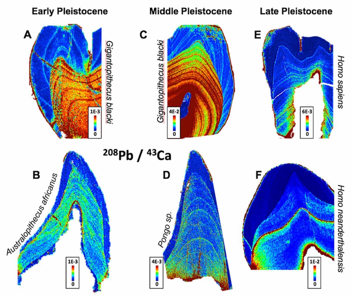 El estudio descubrió una ventaja crucial de los homo sapiens por sobre los otros humanos antiguos. El estudio descubrió una ventaja crucial de los homo sapiens por sobre los otros humanos antiguos.
