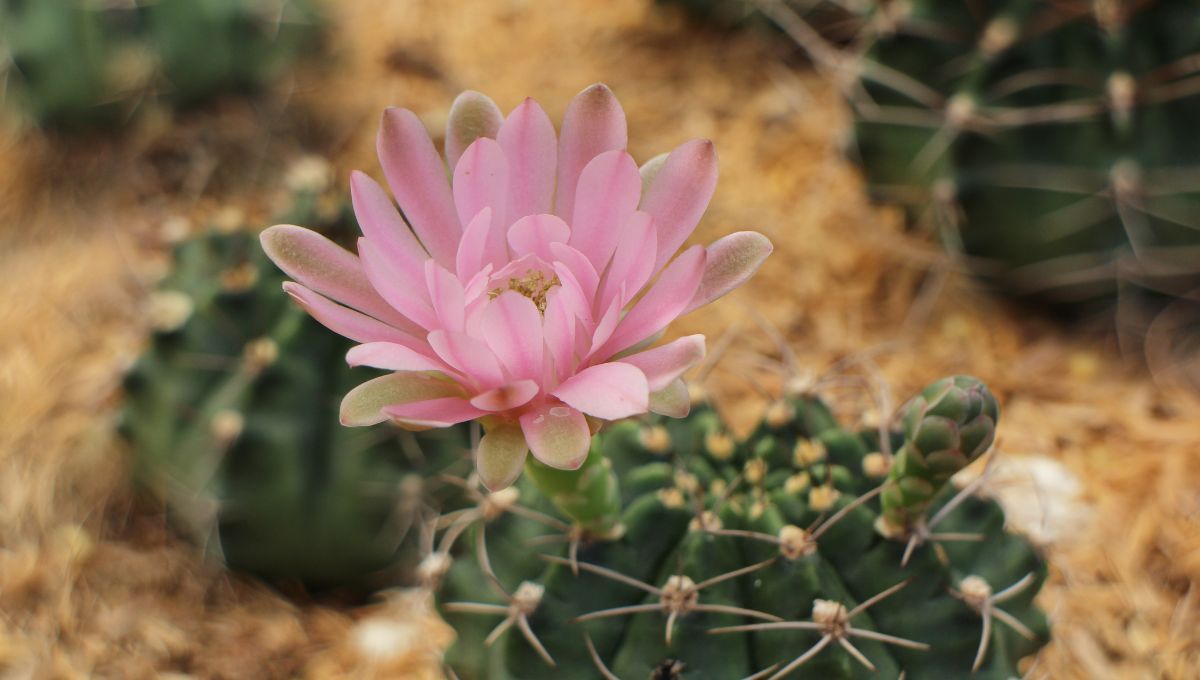Por qué las flores de los cactus tienen mal olor
