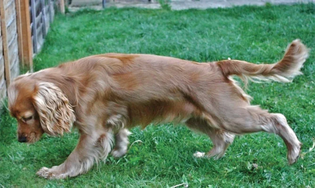 Muchos due&ntilde;os quedan desconcertados ante este comportamiento en sus perros.