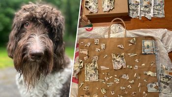 Un perro se comió 4.000 dólares