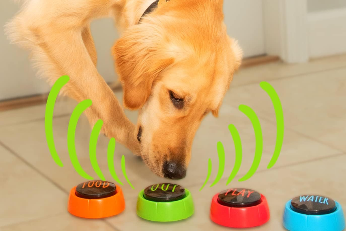 Este estudio ayudará a entender mejor a los perros. Este estudio ayudará a entender mejor a los perros.