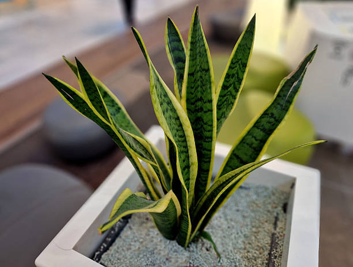 Cómo cuidar una sansevieria en otoño. Cómo cuidar una sansevieria en otoño.