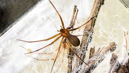 Los huevos de la araña violinista miden alrededor de un centímetro de diámetro