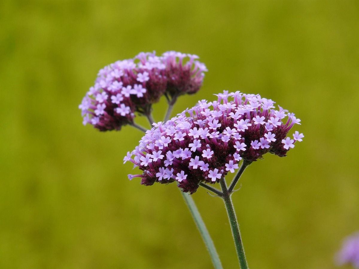 La verbena se utiliza para elaborar aceites esenciales. Imagen: Pixabay La verbena se utiliza para elaborar aceites esenciales. Imagen: Pixabay