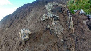 Hallaron restos de un perezoso de 3 millones de años en Mar del Plata