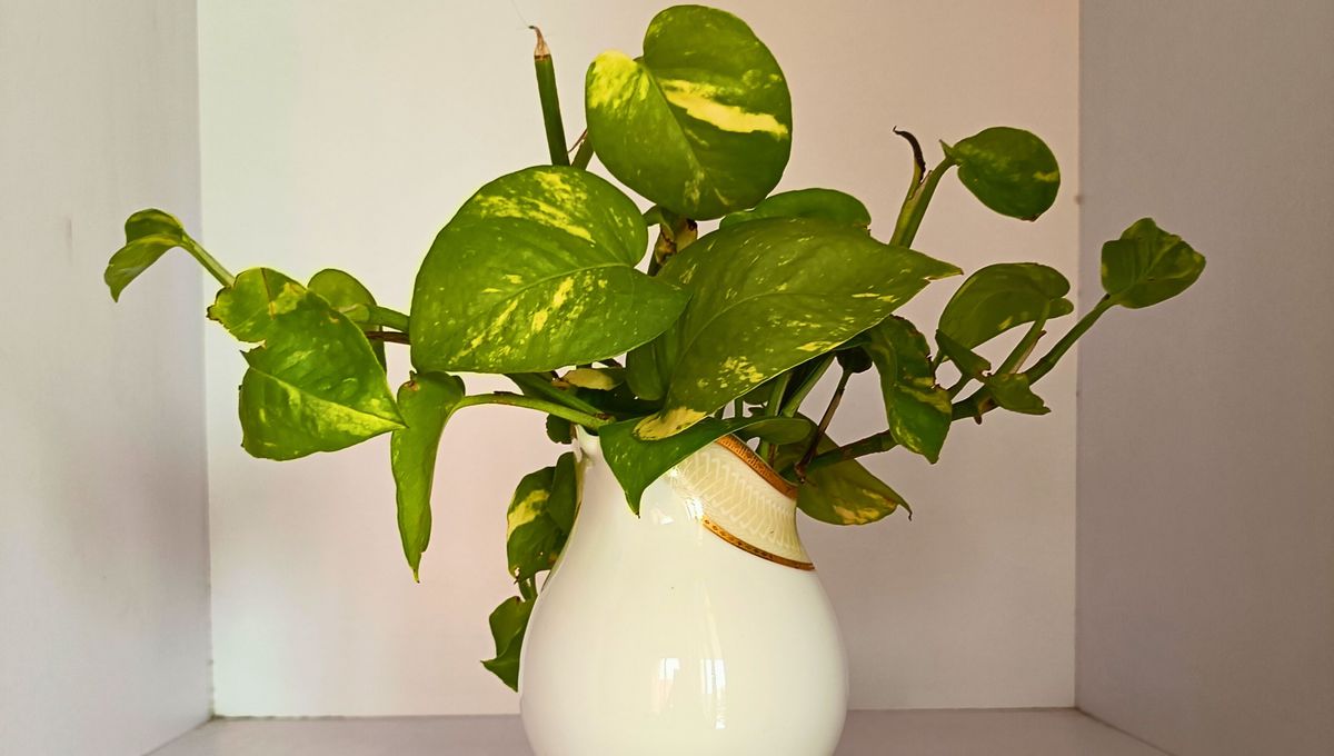 Con ciertos cuidados y mantenimiento, el potus crece sano y fuerte.&nbsp;