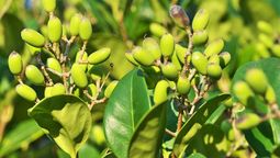 Esta planta puede crecer en forma de arbusto o árbol. Imagen: Freepik.