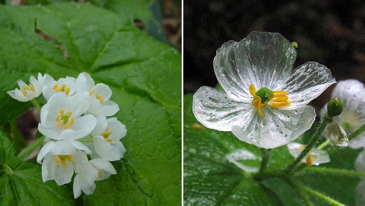 La flor que se vuelve transparente con la lluvia, crece solo en 3 países y uno está en América