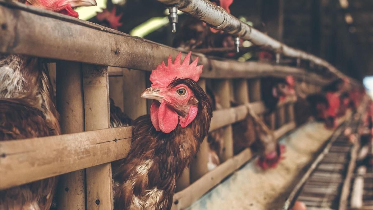 Senasa sigue de cerca el caso de gripe aviar en Buenos Aires (Foto ilustrativa). Senasa sigue de cerca el caso de gripe aviar en Buenos Aires (Foto ilustrativa).