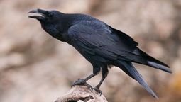 Un estudio confirma que este conocido pájaro es el más inteligente del mundo: tiene el ingenio de un niño de 8 años