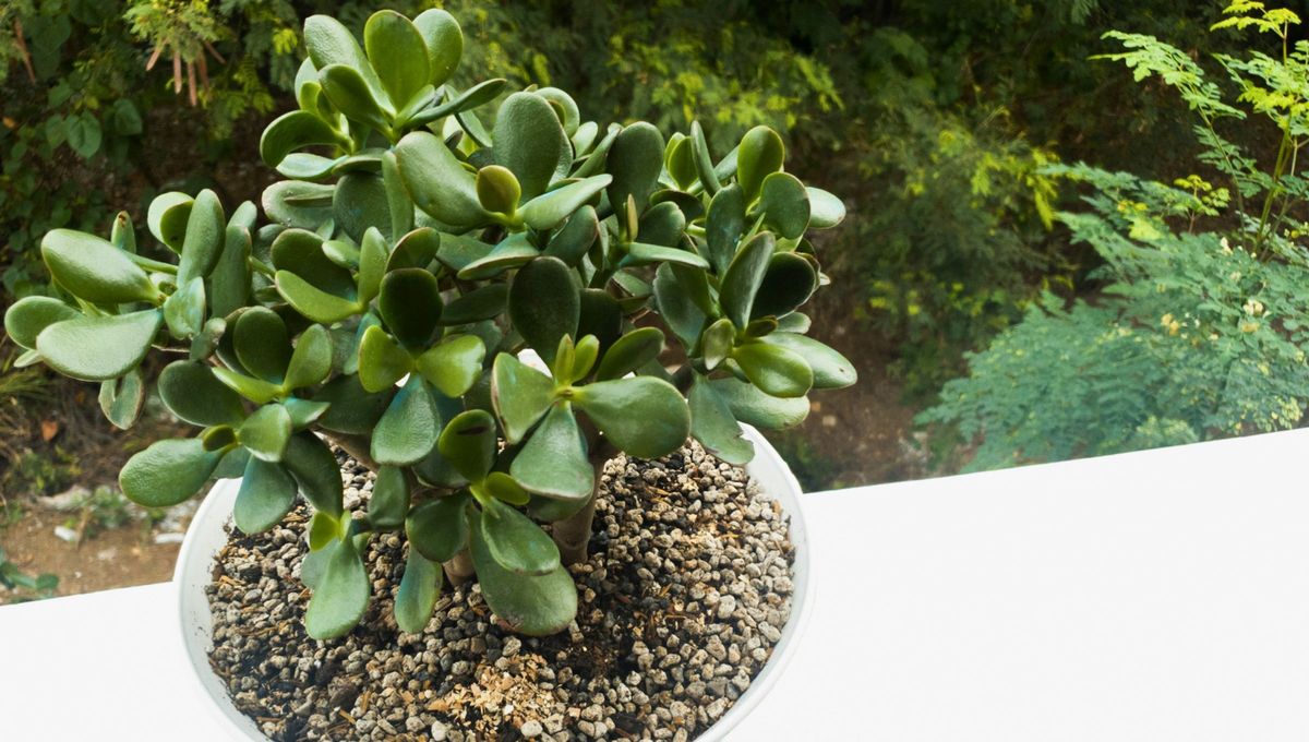 El árbol de jade tiene muchísimos beneficios y cuando sus hojas se caen es una señal de que algo ocurre. Foto Canva El árbol de jade tiene muchísimos beneficios y cuando sus hojas se caen es una señal de que algo ocurre. Foto Canva