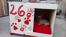 Un techo para ellos: Fabrica cuchas comunitarias para que los animales de la calle tengan donde refugiarse