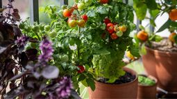 Si tenés terraza o balcón, podrás cultivar tomates en maceta. Si tenés terraza o balcón, podrás cultivar tomates en maceta.