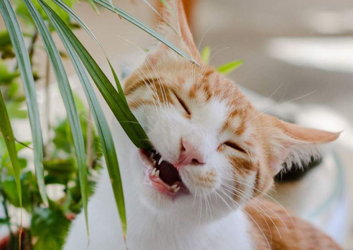 Las plantas no son juguetes para tus mascotas