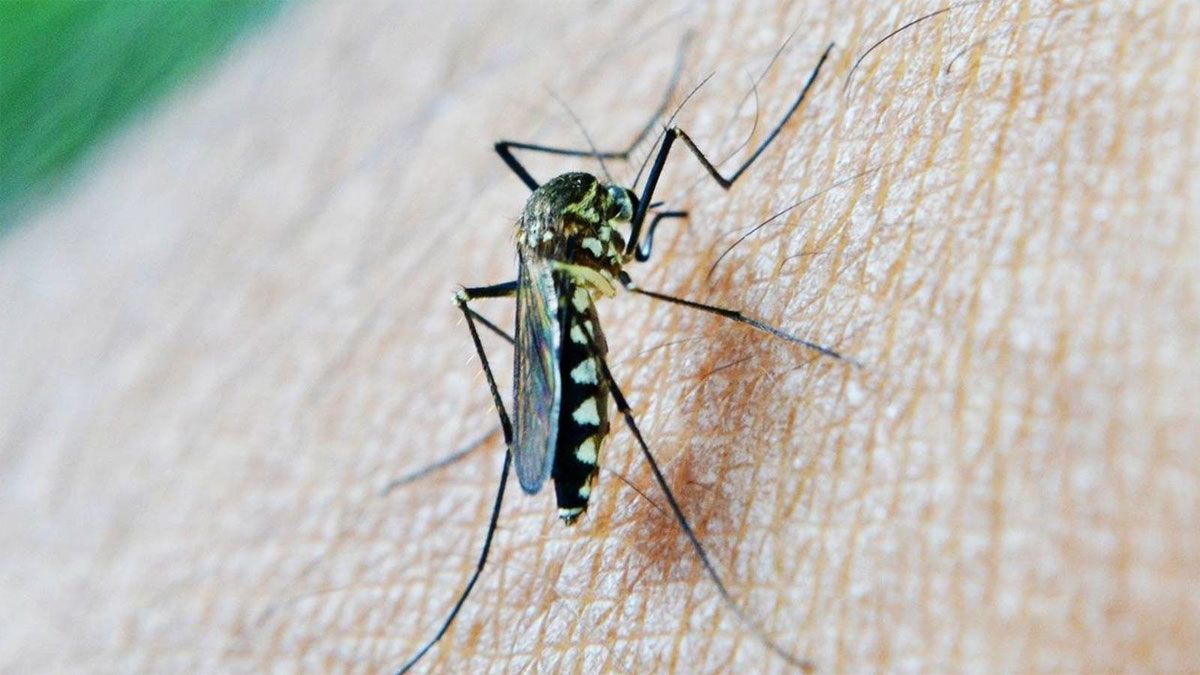 Los trucos caseros son infalibles al momento de evitar picaduras de mosquitos en verano.