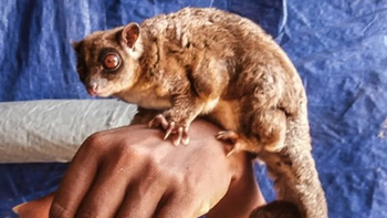 Creyeron que esta especie estaba extinta hace 6000 años: la descubrieron nuevamente en una isla Creyeron que esta especie estaba extinta hace 6000 años: la descubrieron nuevamente en una isla