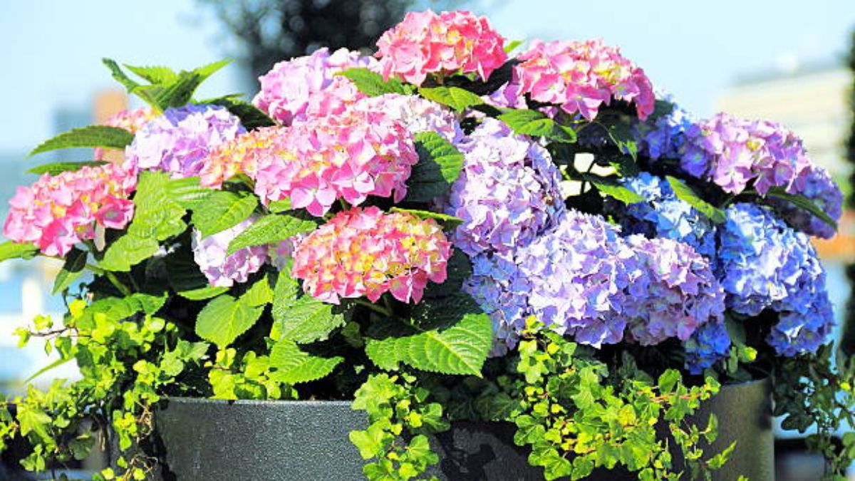 El secreto de jardinería para estimular la floración de las hortensias.