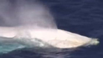 Captaron en video una ballena blanca, como la que inspiró Moby Dick