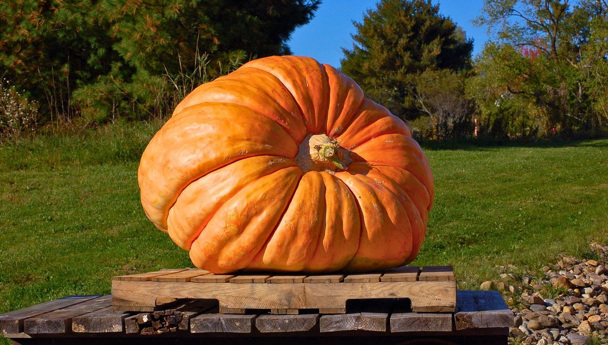Al igual que la fruta más grande del mundo, también existe una verdura que triplica el tamaño normal Al igual que la fruta más grande del mundo, también existe una verdura que triplica el tamaño normal