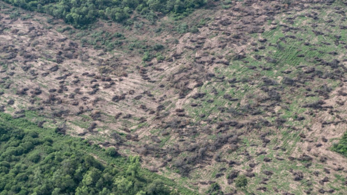 Foto: Greenpeace Foto: Greenpeace