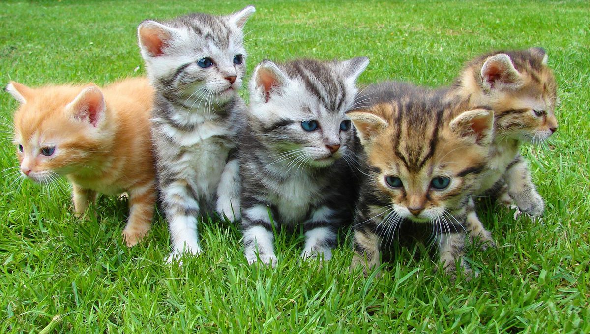 Hoy la palabra michi se usa para llamar a los gatitos o como apodo tierno. Hoy la palabra michi se usa para llamar a los gatitos o como apodo tierno. 