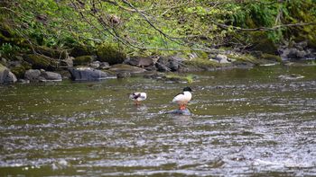 Acertijo para genios: un pato llega a la orilla de un río, ¿cómo hace para cruzar sin mojarse las plumas?