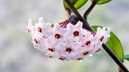 Esta planta de flores carnosas es ideal para cultivar en una maceta.