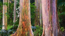 Este árbol sorprende por su tronco multicolor, que cambia la apariencia del jardín.&nbsp;
