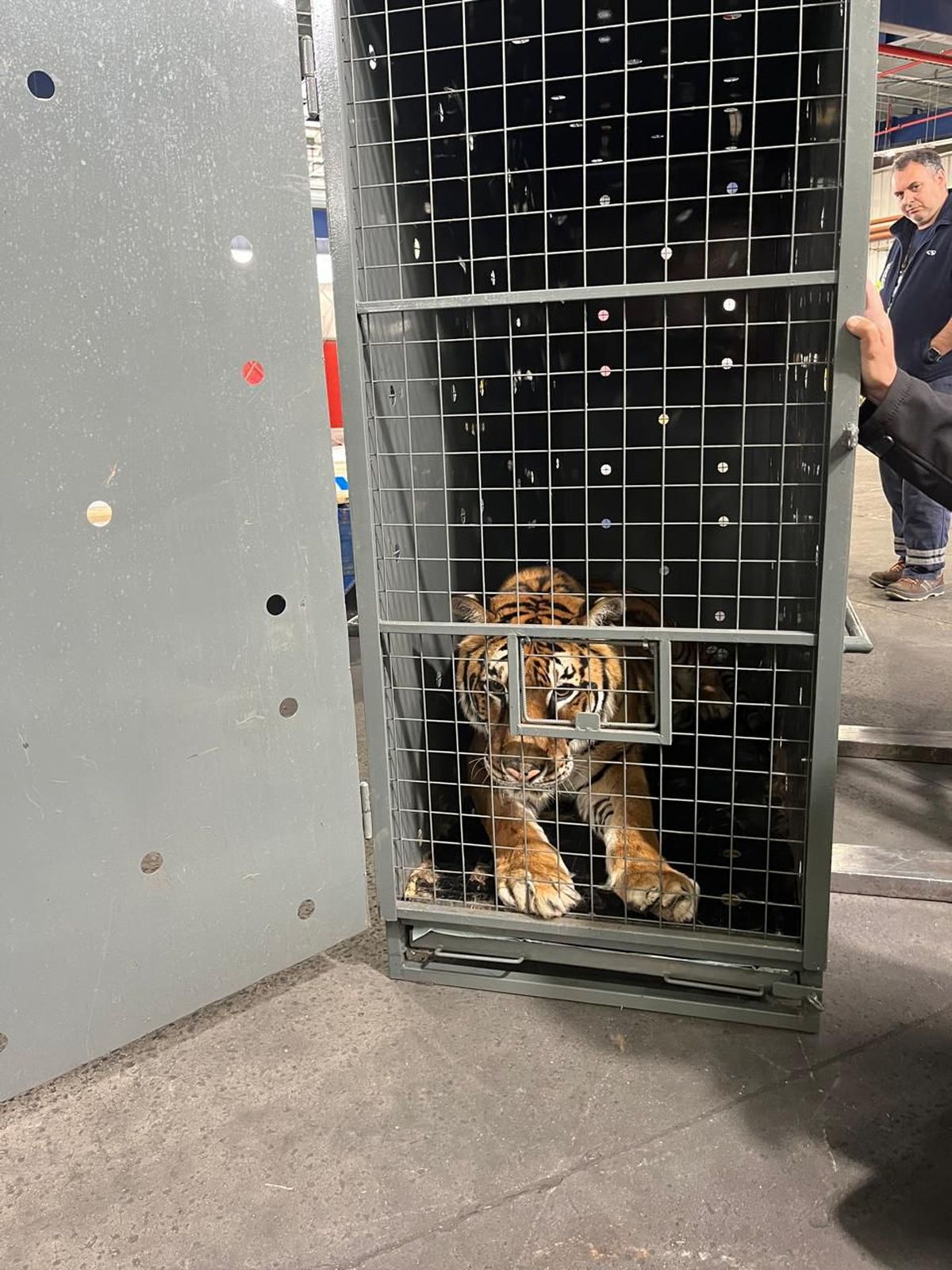 La salida desde Mendoza de la tigresa Lucy. La salida desde Mendoza de la tigresa Lucy.