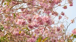 La Tabebuia rosea suele tener una floración en tonos rosa y lila.