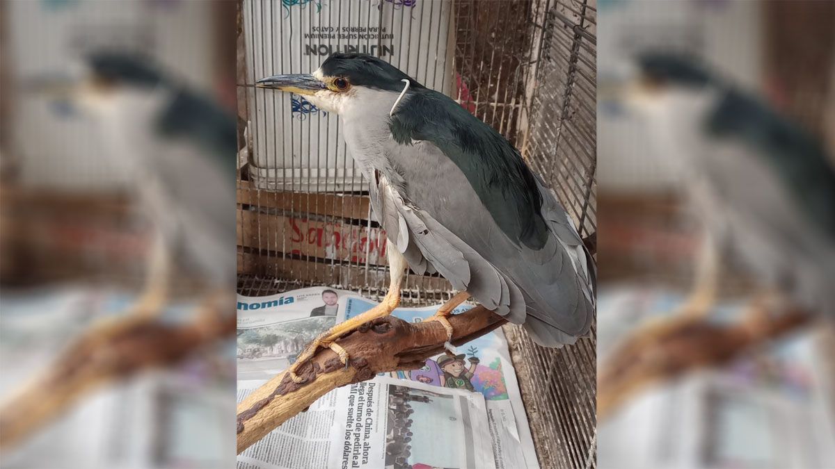 Una garza bruja fue atacada por niños que le lanzaron piedras con una gomera y fue rescatada por un hombre que vio lo ocurrido.