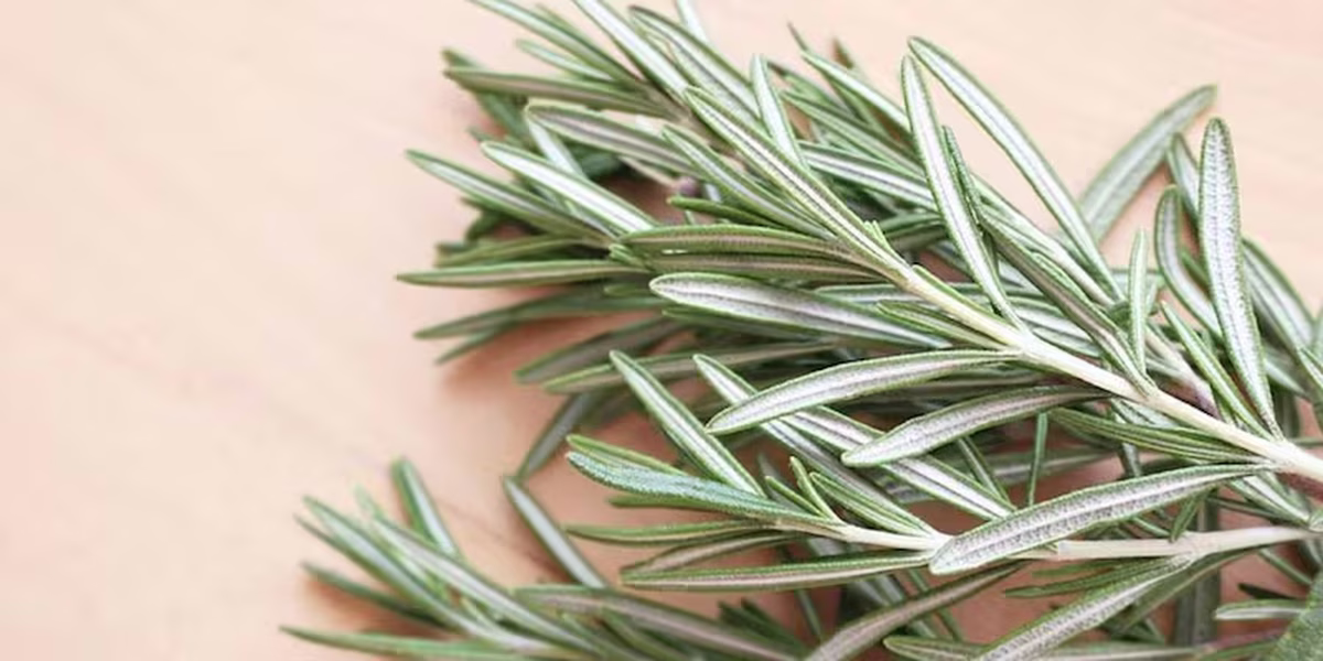 La planta de romero es un ejemplar que puede darte múltiples sentidos en diferentes ocasiones La planta de romero es un ejemplar que puede darte múltiples sentidos en diferentes ocasiones