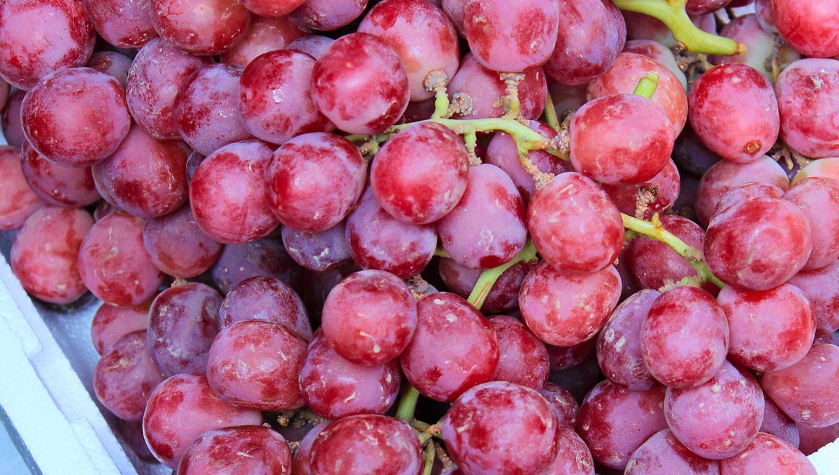 Las uvas de mesa son un producto que tendrá beneficios para la exportación a la Unión Europea. Las uvas de mesa son un producto que tendrá beneficios para la exportación a la Unión Europea.