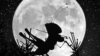 Si escuchas grillos en tu casa o jardín durante la noche, te contamos qué significa y por qué es bueno Si escuchas grillos en tu casa o jardín durante la noche, te contamos qué significa y por qué es bueno