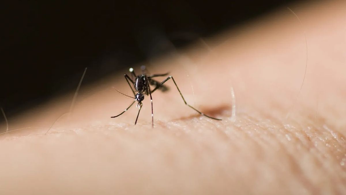 Hay repelentes que no responden del todo eficientemente contra el mosquito de la especie Aedes albifaciatus, que predominan estos días Hay repelentes que no responden del todo eficientemente contra el mosquito de la especie Aedes albifaciatus, que predominan estos días