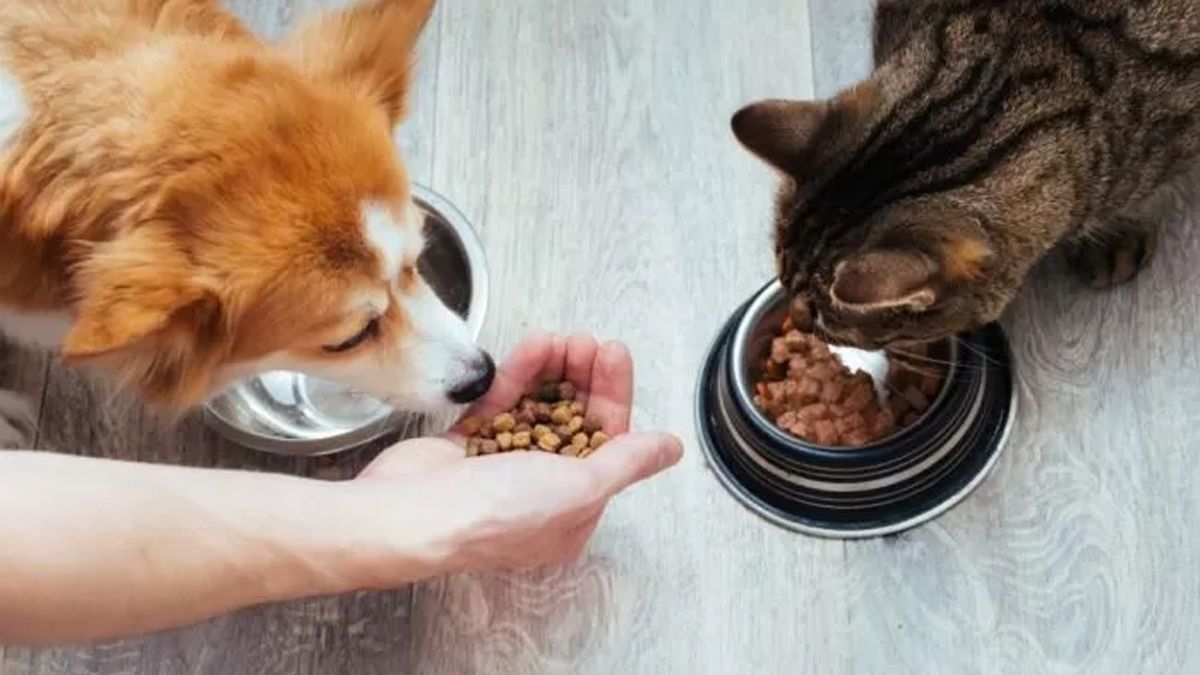 Mascotas. Preocupación por la importación de los alimentos.