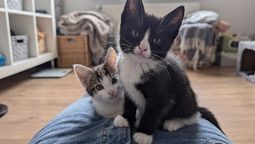 Los gatos tienen más problemas, o menos, de acuerdo a su color. Los gatos tienen más problemas, o menos, de acuerdo a su color.