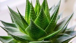 Qué significa que tu planta de Aloe Vera se pudra y muera