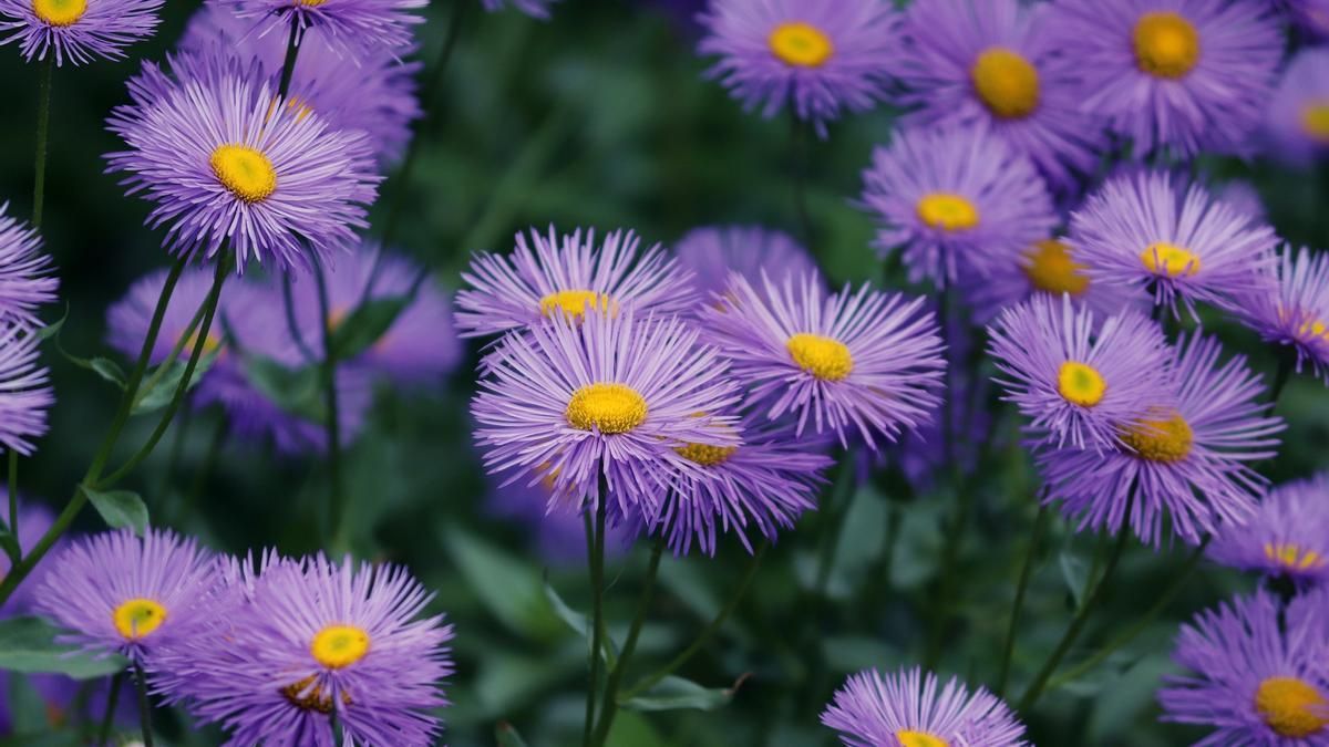Ni petunias ni jazmines: la planta que florece a fines del verano y atrae mariposas al jardín