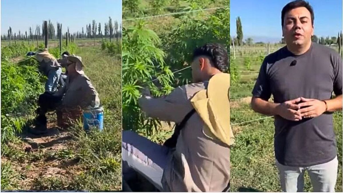 El intendente de Las Heras, Francisco Lo Presti destacó el emprendimiento de cannabis medicinal Sweet Pacha, ubicado en el Pastal.