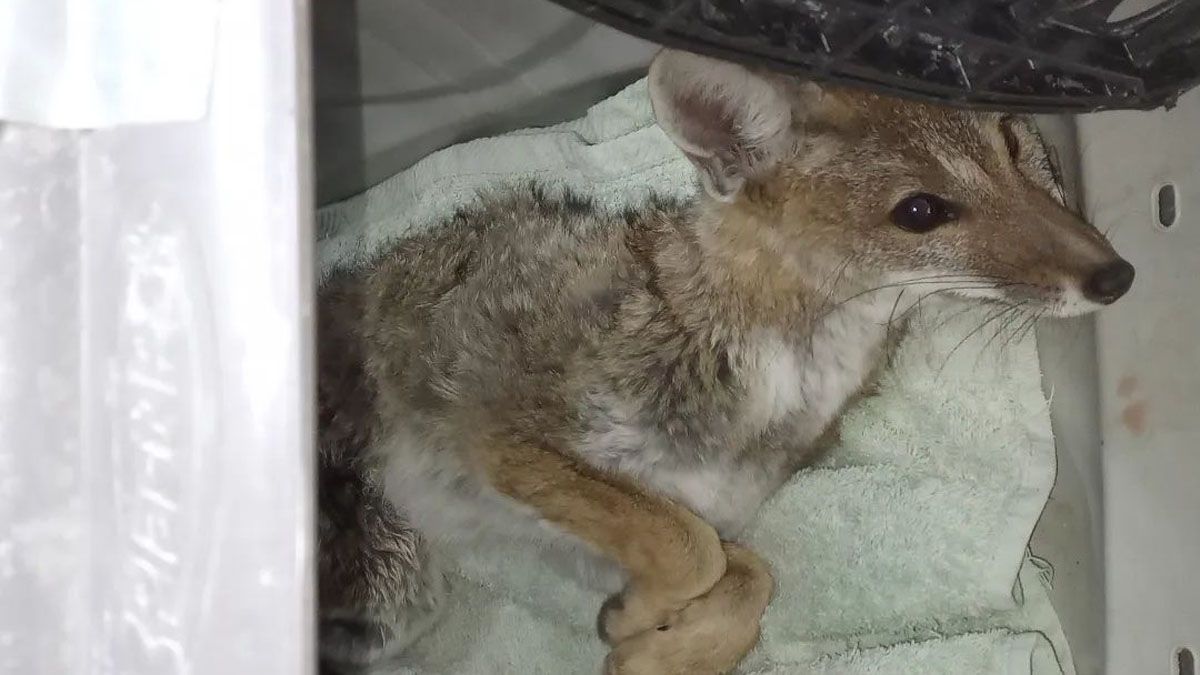 El zorro gris estuvo bajo estrcitos cuidados de los veterinarios de la Fundación Cullunche.