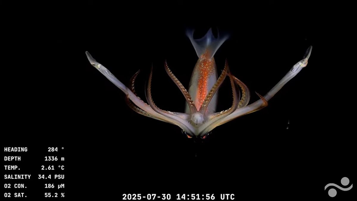 Nuevo streaming del CONICET: científicos argentinos revelan vida en los abismos marinos