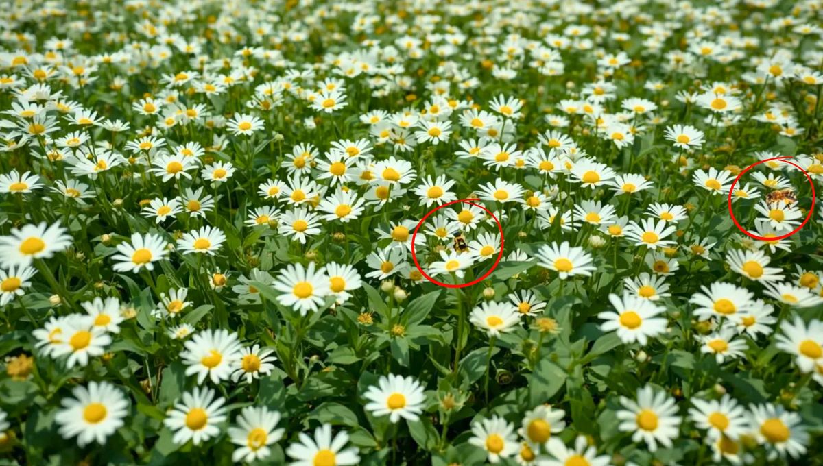 Respuesta del acertijo visual. Respuesta del acertijo visual.