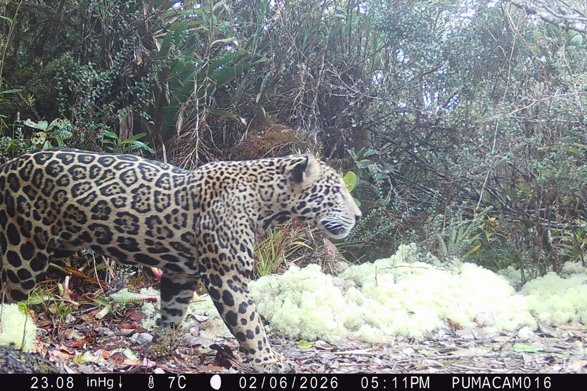 Una cámara captó a uno de los pocos ejemplares de esta especie.