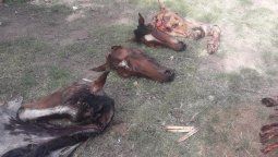 Robaban y faenaban caballos y vendían la carne
