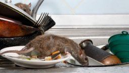 Ya son 10 las víctimas fatales y 94 personas aisladas en Chubut por el hantavirus