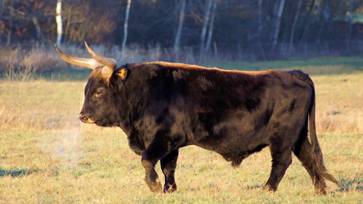 Los uros eran definidos como bovinos salvajes masivos. Los uros eran definidos como bovinos salvajes masivos. 