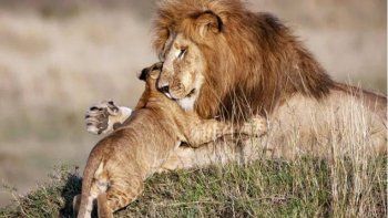 La imagen que conmueve al mundo: Mufasa y Simba son reales