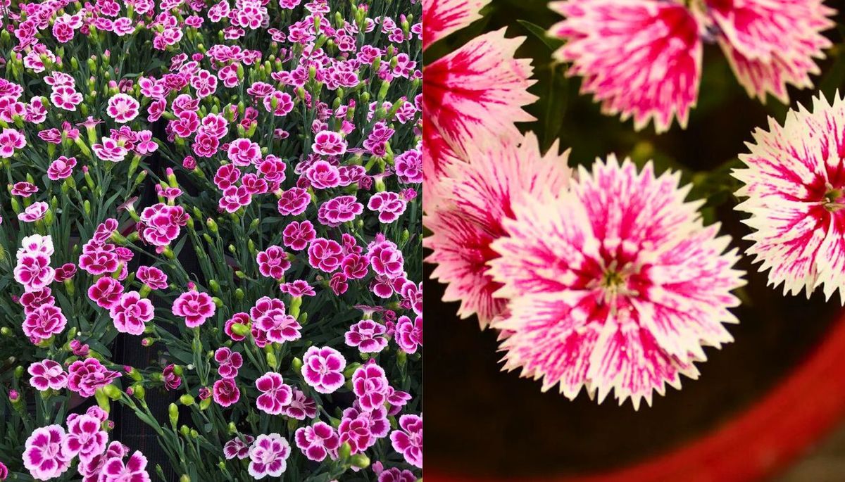 La clavelina es una planta con un largo periodo de floración. Imagen: Redacción Diario Uno La clavelina es una planta con un largo periodo de floración. Imagen: Redacción Diario Uno